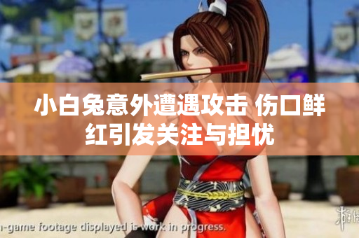 小白兔意外遭遇攻击 伤口鲜红引发关注与担忧